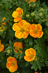 Mandarin Tango Potentilla (Potentilla fruticosa 'Jefman') at The Mustard Seed
