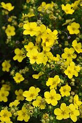 Dakota Sunspot Potentilla (Potentilla fruticosa 'Fargo') at The Mustard Seed
