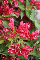 Crimson Kisses Weigela (Weigela florida 'Slingco 1') at The Mustard Seed