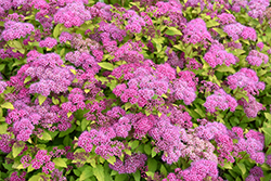 Magic Carpet Spirea (Spiraea x bumalda 'Magic Carpet') at The Mustard Seed