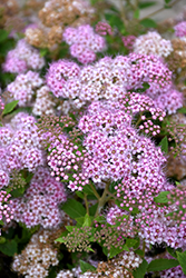 Little Princess Spirea (Spiraea japonica 'Little Princess') at The Mustard Seed