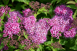 Anthony Waterer Spirea (Spiraea x bumalda 'Anthony Waterer') at The Mustard Seed