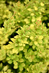 Sunsation Japanese Barberry (Berberis thunbergii 'Sunsation') at The Mustard Seed