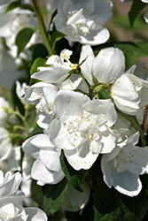 Snow White Mockorange (Philadelphus 'Snowwhite Fantasy') at The Mustard Seed