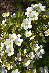 McKay's White Potentilla (Potentilla fruticosa 'McKay's White') at The Mustard Seed