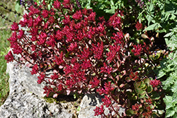Voodoo Stonecrop (Sedum spurium 'Voodoo') at The Mustard Seed
