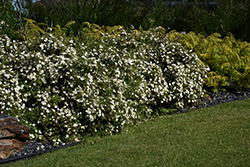 McKay's White Potentilla (Potentilla fruticosa 'McKay's White') at The Mustard Seed