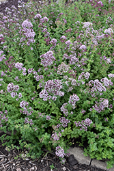 Oregano (Origanum vulgare) at The Mustard Seed