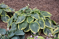 Earth Angel Hosta (Hosta 'Earth Angel') at The Mustard Seed