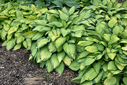 Paul's Glory Hosta (Hosta 'Paul's Glory') at The Mustard Seed