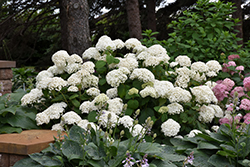 Annabelle Hydrangea (Hydrangea arborescens 'Annabelle') at The Mustard Seed