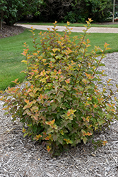 Amber Jubilee Ninebark (Physocarpus opulifolius 'Jefam') at The Mustard Seed