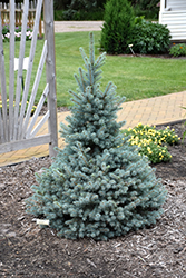 Sester Dwarf Blue Spruce (Picea pungens 'Sester Dwarf') at The Mustard Seed