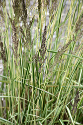 El Dorado Feather Reed Grass (Calamagrostis x acutiflora 'El Dorado') at The Mustard Seed