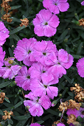 Paint The Town Fuchsia Pinks (Dianthus 'Paint The Town Fuchsia') at The Mustard Seed