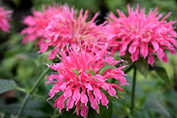 Coral Reef Beebalm (Monarda didyma 'Coral Reef') at The Mustard Seed