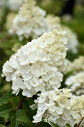 Strawberry Sundae Hydrangea (Hydrangea paniculata 'Rensun') at The Mustard Seed