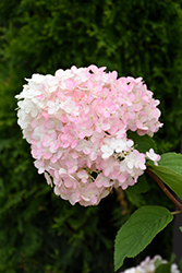 Strawberry Shake Hydrangea (Hydrangea paniculata 'SMHPCW') at The Mustard Seed