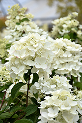 Diamond Rouge Hydrangea (Hydrangea paniculata 'Rendia') at The Mustard Seed