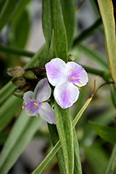 Pink Chablis Spiderwort (Tradescantia x andersoniana 'Pink Chablis') at The Mustard Seed