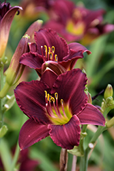 Ruby Stella Daylily (Hemerocallis 'Ruby Stella') at The Mustard Seed