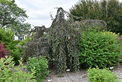 Ruby Tears Flowering Crab (Malus 'Bailears') at The Mustard Seed