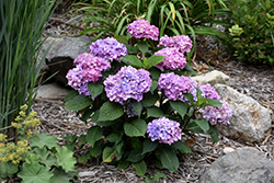 Bloomstruck Hydrangea (Hydrangea macrophylla 'PIIHM-II') at The Mustard Seed