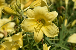 Stella Supreme Daylily (Hemerocallis 'Stella Supreme') at The Mustard Seed
