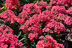 Flame Coral Garden Phlox (Phlox paniculata 'Barsixtytwo') at The Mustard Seed