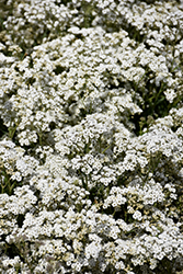 Festival Star Baby's Breath (Gypsophila paniculata 'Festival Star') at The Mustard Seed