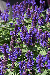 Blue Marvel Meadow Sage (Salvia nemorosa 'Blue Marvel') at The Mustard Seed