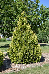 Yellow Ribbon Arborvitae (Thuja occidentalis 'Yellow Ribbon') at The Mustard Seed