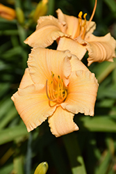 Happy Ever Appster Apricot Sparkles Daylily (Hemerocallis 'Apricot Sparkles') at The Mustard Seed