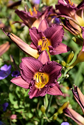 Purple de Oro Daylily (Hemerocallis 'Purple de Oro') at The Mustard Seed