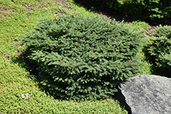 Birds Nest Spruce (Picea abies 'Nidiformis') at The Mustard Seed
