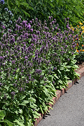 Hummelo Betony (Stachys monieri 'Hummelo') at The Mustard Seed