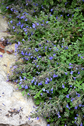 Kit Kat Catmint (Nepeta x faassenii 'Kit Kat') at The Mustard Seed