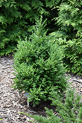 Green Mountain Boxwood (Buxus 'Green Mountain') at The Mustard Seed