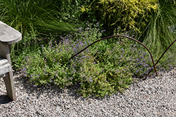 Kit Kat Catmint (Nepeta x faassenii 'Kit Kat') at The Mustard Seed