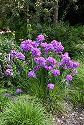 Blue Paradise Garden Phlox (Phlox paniculata 'Blue Paradise') at The Mustard Seed
