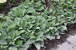 Helene Von Stein Lamb's Ears (Stachys byzantina 'Helene Von Stein') at The Mustard Seed