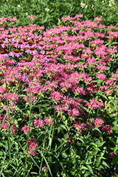 Coral Reef Beebalm (Monarda didyma 'Coral Reef') at The Mustard Seed