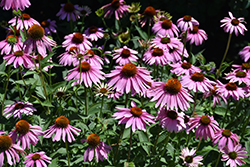 Magnus Coneflower (Echinacea purpurea 'Magnus') at The Mustard Seed