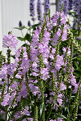 Pink Manners Obedient Plant (Physostegia virginiana 'Pink Manners') at The Mustard Seed