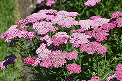 New Vintage Violet Yarrow (Achillea millefolium 'Balvinolet') at The Mustard Seed