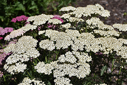 New Vintage White Yarrow (Achillea millefolium 'Balvinwite') at The Mustard Seed