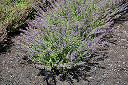 Junior Walker Catmint (Nepeta x faassenii 'Novanepjun') at The Mustard Seed