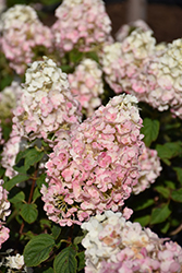 Strawberry Sundae Hydrangea (Hydrangea paniculata 'Rensun') at The Mustard Seed