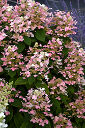 Quick Fire Hydrangea (Hydrangea paniculata 'Bulk') at The Mustard Seed