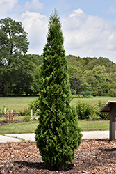 North Pole Arborvitae (Thuja occidentalis 'Art Boe') at The Mustard Seed